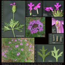 Image result for Verbenaceae