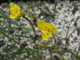 Image result for Crinum ornatum (Aiton) Herb.