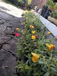 Jika ini kurang cocok silahkan pilih. 100wishes Moss Rose Bunga Portulaca Alias Krokot Alias Kembang Lipan