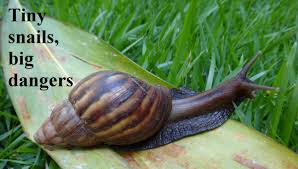 A mature size of 6 inches/15 centimeters is how big a freshwater snail can grow. Paradise Parasites Challenges To Controlling Rat Lungworm Disease Food Safety News