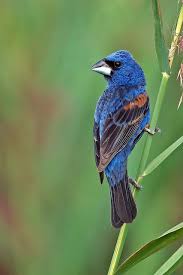 Blue Identification Birds Of Colorado Blue Grosbeak With Images Birds Backyard Birds Beautiful Birds