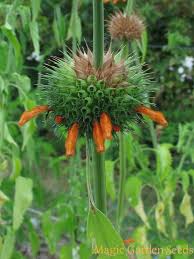 Afrikanisches Lowenohr Leonotis Leonurus 2 Pflanzen Tropische Pflanzen Saatgut