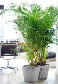 Check spelling or type a new query. Areca Care Diseases Watering Fertilizer Exposure Keeping Fronds Up
