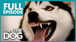 Funny part of the snow dogs movie.it was recorded from tv with my cell phone. The Demon Husky Diesel Full Episode It S Me Or The Dog Youtube