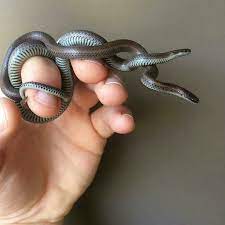 Deadfix Baby Snakes Baby Snakes Baby Garter Snake Snake