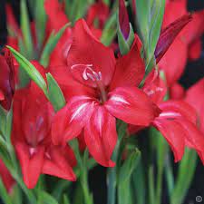 Gladiolus Nanus Robinetta Pretty Sure This Is What The Bulbs By The Kiwifruit Frame Are Flowering End Nov Early Dec This Stri Bulb Flowers Flowers Plants