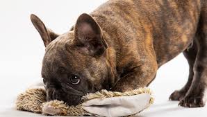 Half a cup each time will ensure that your. French Bulldog Growth Chart When Do French Bulldogs Stop Growing