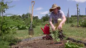 Ce règne est un groupe monophylétique comprenant les plantes terrestres, les algues vertes. Une Astuce Pour Cultiver La Menthe Youtube