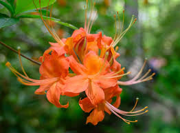 Department of agriculture plant hardiness transplant in the autumn, winter or early spring when weather is cool. 7 Beautiful Evergreen Azaleas With Fragrant Blooms