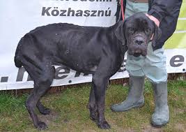 Don't be misled by puppy broker websites. Cane Corso Tyson Animal Happyend