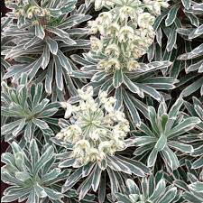 Maybe you would like to learn more about one of these? Euphorbia Characias Silver Swan Spurge Free Delivery