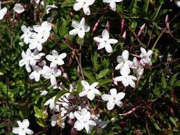In cooperation with the invasive plant atlas of new england, invasive plant control, inc., usda forest service, usda nrcs plants database, lady bird johnson wildflower center,. Join The War On Weeds Jasmine Ourauckland