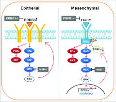 Image result for MEK Inhibitor