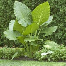 Maybe you would like to learn more about one of these? 3 Jumbo Elephant Ear Bulbs Colocasia Esculenta Tropical Plant Buy Online In Andorra At Andorra Desertcart Com Productid 39406078