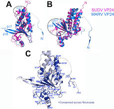 Marburg virus is the causative agent of marburg virus disease (mvd), a disease with a case fatality ratio of up to 88%. Crystal Structure Of Marburg Virus Vp24 Journal Of Virology