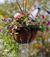 Hanging baskets can sometimes be planted a bit earlier than other garden plants since the soil in the basket will warm up faster in the sun than ground soil does. Hanging Basket Watering Tips Garden Gate