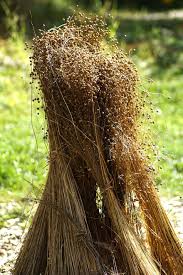 In planting time, stored seeds can be shared with neighbors and friends. Flax Canvas Herbal Raw Materials Leinbundel Flax Seed Plant Dried Bound Nature Pikist