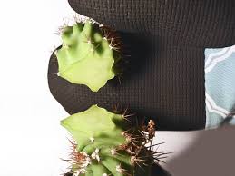 Unfortunately, it can be more of a challenge to remove a callus than it was to get it in the first place. How To Mend A Cactus Ifixit Repair Guide