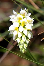 Image result for Schizochilus