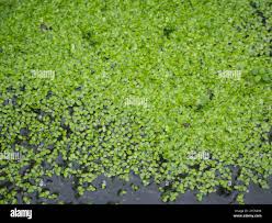 Image result for Lemna aequinoctialis