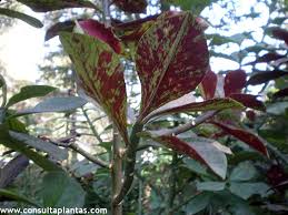 Image result for Euphorbia umbellata