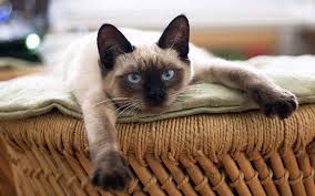 Siamese cats are said to come from royalty. 200 Best Siamese Cat Names For Your New Kitten