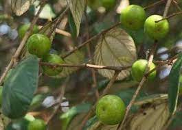 Khasiat Daun Bidara Dalam Perubatan Islam Cara Membuat Ramuan Cara Menggunakan Pohon Bidara Efek S House Plants Indoor Fragrant Flowers Air Purifying Plants