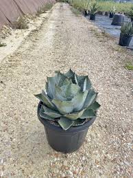 Image result for Agavaceae