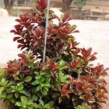 Image result for Synadenium grantii