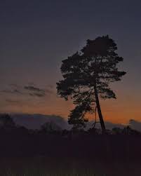 Waarom zaagt landschap overijssel bomen, terwijl de strijd tegen klimaatverandering juist vraagt om meer bomen? Mastbos Breda Ilovebreda Zonsondergang Sunset Natuur Nature Landschap Landscape Naturelovers Nature Shooters Wolken Clo Landschap Zonsondergangen En Instagram