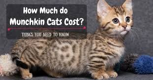 Munchkin kittens have petite bodies with short legs, thus their name. How Much Do Munchkin Cats Cost All You Need To Know A Blog For Cat Owners Lovers