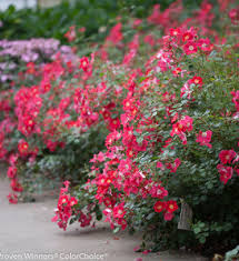 We did not find results for: Oso Easy Paprika Rose Rosa Sp Proven Winners