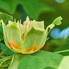 There have been records of tulip poplar trees reaching heights of up to 190 feet. How To Care For Tulip Trees Dengarden