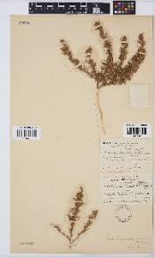 Image result for Oliverella rubroviridis