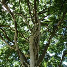 Image result for Caesalpinia ferrea