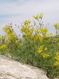 Image result for Ruta graveolens