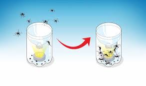 19 Effective Natural Ways To Get Rid Of Mosquitoes At Home