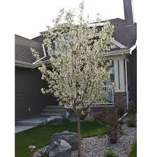 Crab apples are so effective at pollinating other apple varieties that old time orchardists would take branches of crab apples in bloom and put them in a. Spring Snow Flowering Crabapple Trees For Sale Fastgrowingtrees Com