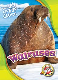 Image result for walrus