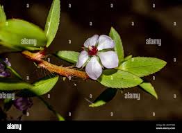 Image result for Sauvagesia