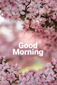 Collection by naser agh • last updated 9 weeks ago. 35 Best Good Morning Flowers Images Tailpic