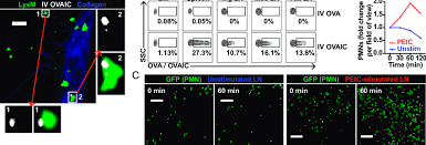 To keep reading the week's concise, refreshing and balanced take on the world, please register your details below. Neutrophils Phagocytose Systemic And Ln Ic In Vivo A Intravital Download Scientific Diagram
