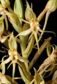 Image result for Habenaria pubipetala
