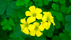 Image result for Oxalis pes-caprae