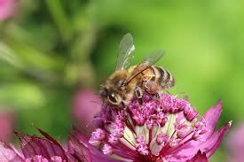 Bees start pollinating plants by landing on flowers. How Bees Transfer Pollen Between Flowers Honey Bee Suite