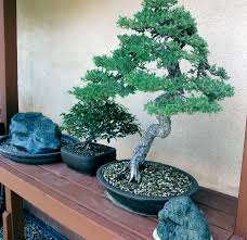 This also makes them perfect for people who do a lot of traveling and may need to go a few extra. Bonsai Landscape Ontario