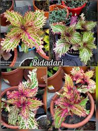 Dahulunya dikelompokkan di bawah genus coleus. Tanam Atiati Nak Cepat Hidup Boleh Guna 2 Teknik Ni Keluarga