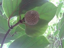 Image result for Sarcocephalus