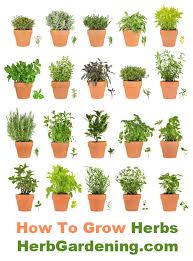 Herb Gardens How To Grow Herbs Indoors And Out