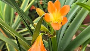 Image result for Clivia miniata